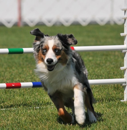 All Mini Aussie colors are strong, clear and rich. The recognized colors are blue merle, red (liver) merle, solid black and solid red (liver) and with or without white markings and/or tan (copper) points with no preference.