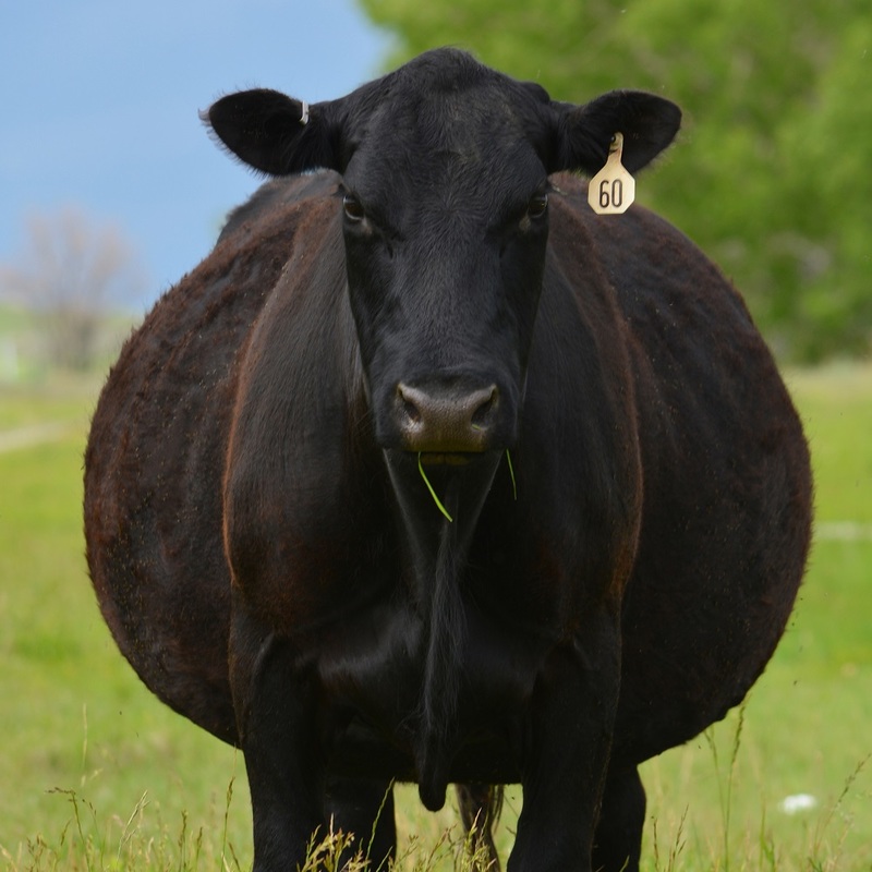 BLACK ANGUS  74 Ranch Mini Aussies, Registered Black Angus Cattle and American Quarter Horses