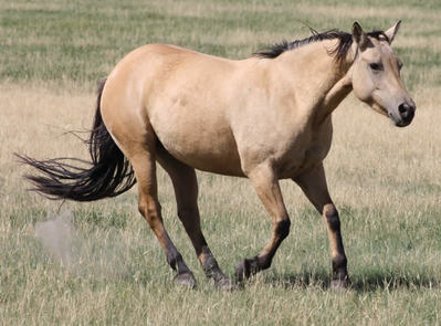 74 Ranch broodmares bred to Chex N Dun It or Busy Little Step