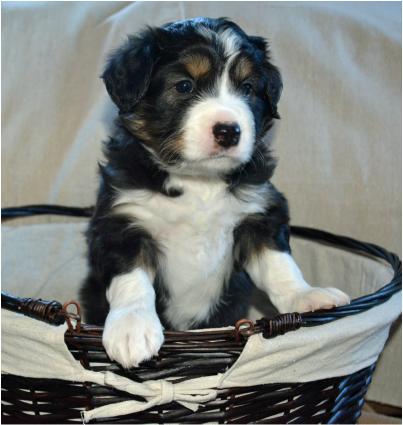 The Mini Aussie is a herding dog with strong natural instincts. Unfocused, this herding instinct may be used inappropriately to herd small animals (like cats) and children.