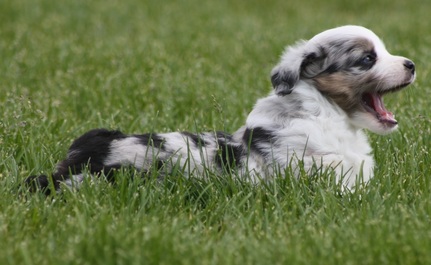 Your Mini Aussie Puppy's First Day Give your dog a head start on a happy life by making his first day a great one.