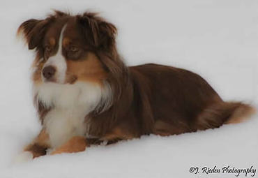 74 Ranch Mini Aussies.  MASCA registered Mini Aussie puppies for sale from champion pedigrees