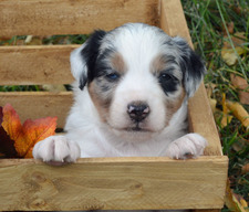 Tips from 74 Ranch on bringing your Mini Aussie Puppy home safely