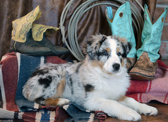 About our Mini Aussie puppies 74 Ranch offers a few select litters of Mini Aussies every year.  Our dogs are registered with MASCA and ASDR.  They leave to their new homes up-to-date on their shots and worming, have been conditioned to a doggy door and puppy crate
