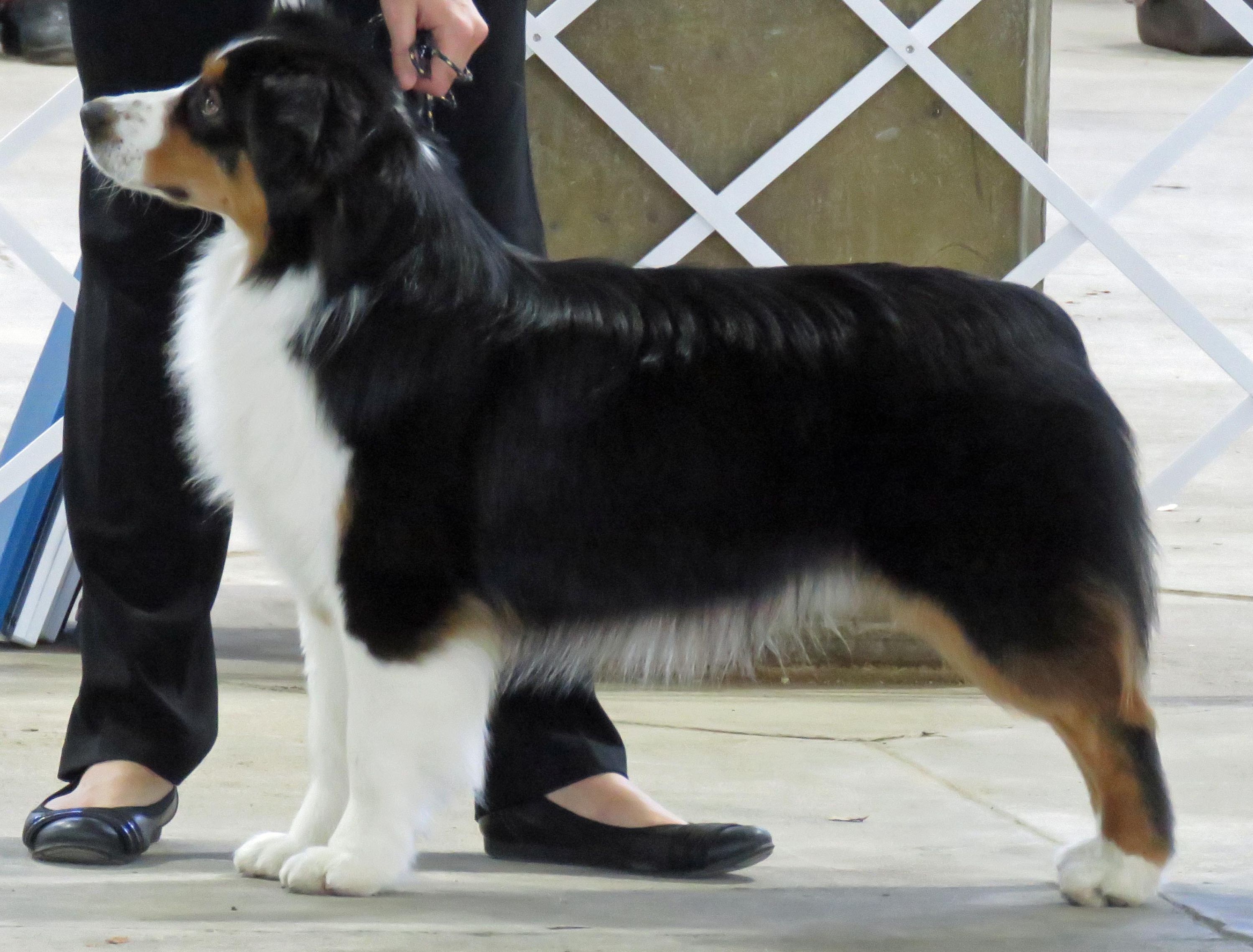 Mini Aussie Breed Standard History 74 Ranch Mini Aussies Registered Black Angus Cattle And American Quarter Horses