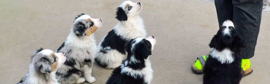 mini australian shepherd puppies for adoption