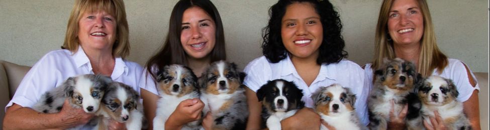 Available Mini Aussie Puppies 74 Ranch Mini Aussies Registered Black Angus Cattle And American Quarter Horses