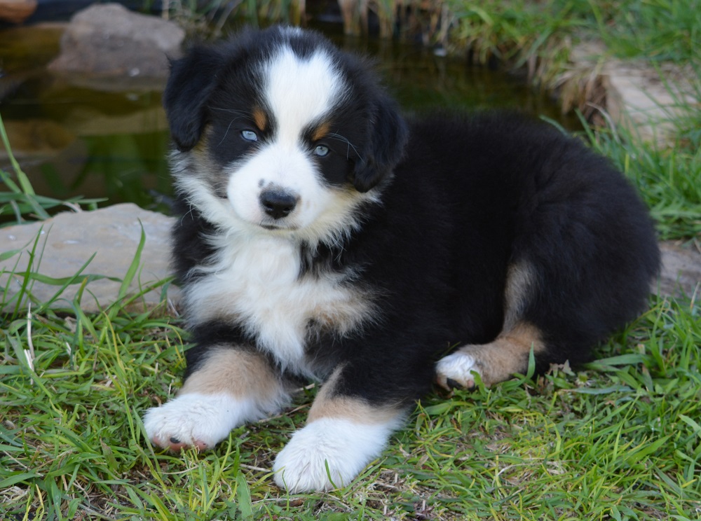 74 Ranch Mini Aussies - MASCA registered Mini Aussie puppies for sale